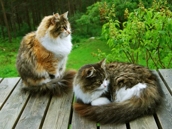 Kjæledyr fra oppveksten