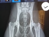 HD-røntgen av Indra