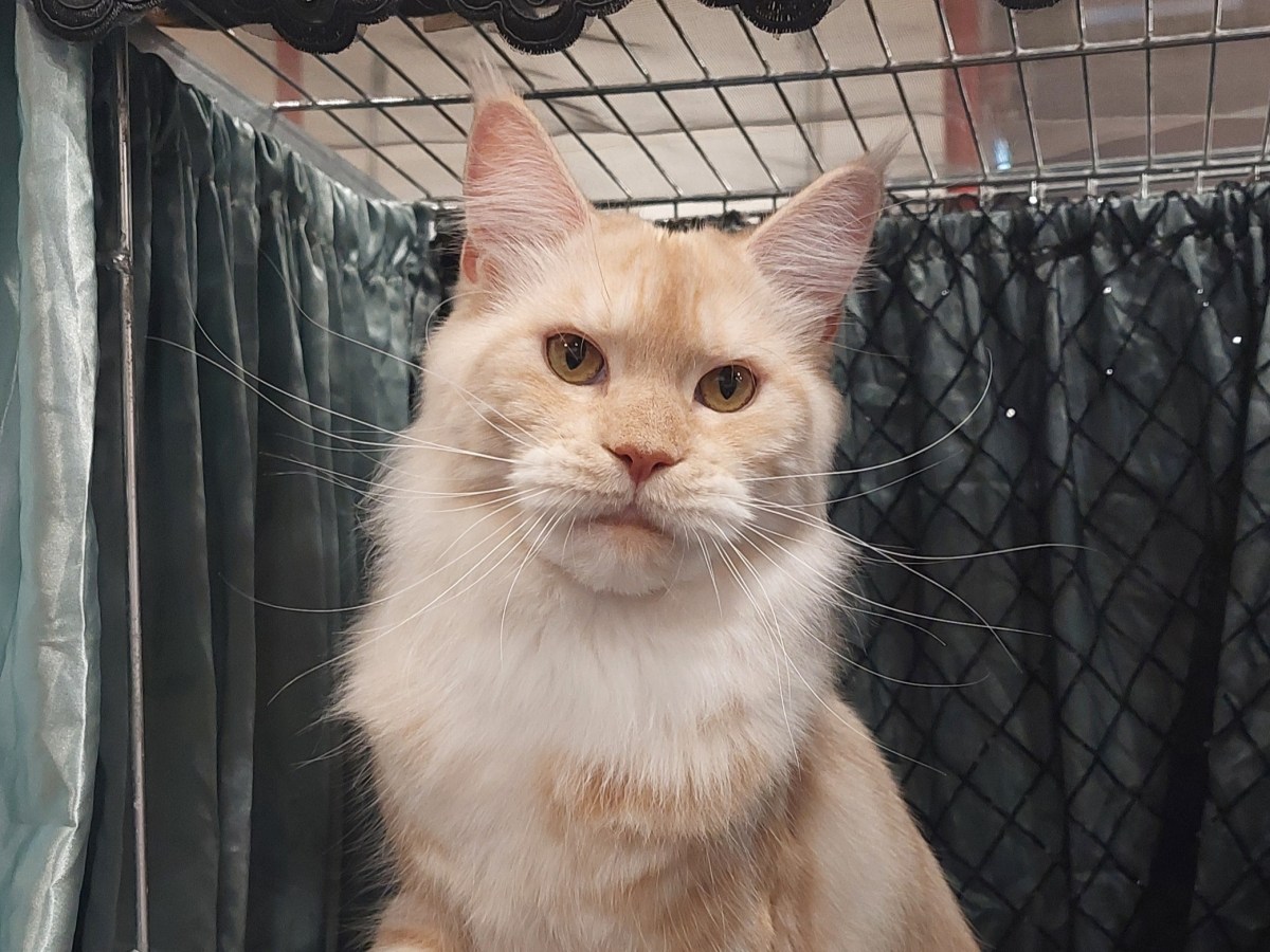 Utstilling Agderkatten 2025