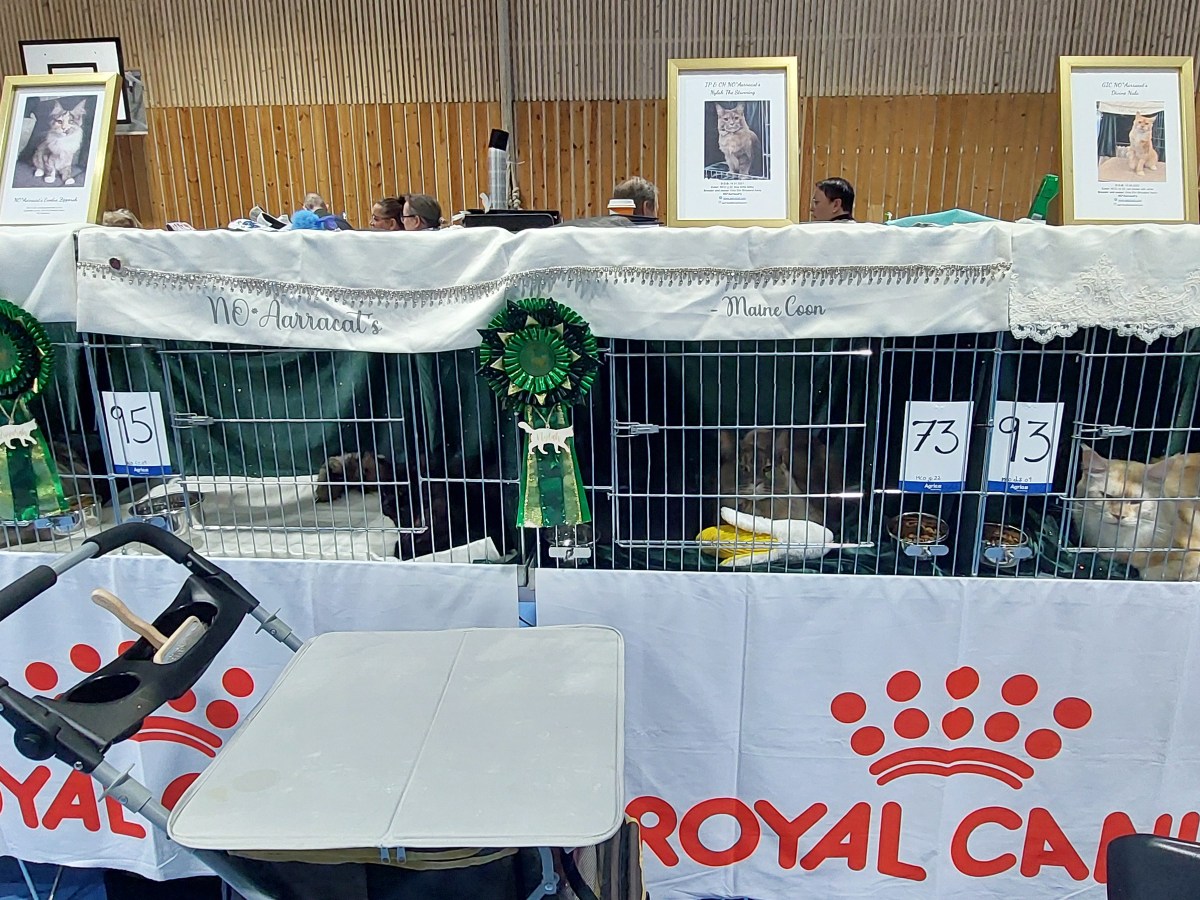 Utstilling Hansakatten 2025