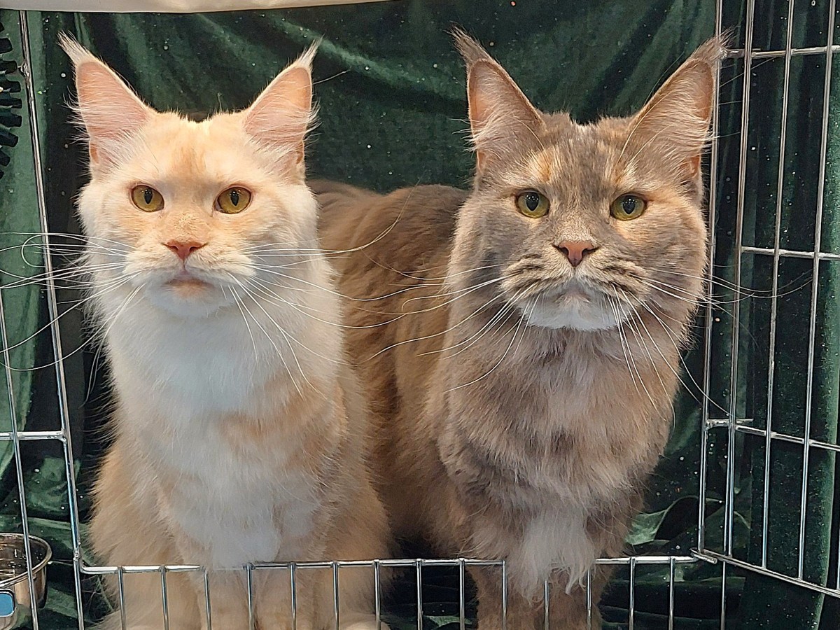 Utstilling HAURAK 2026